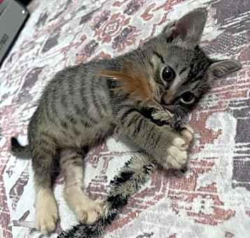 Photo of PAWS