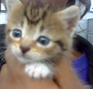 Photo of LYLA