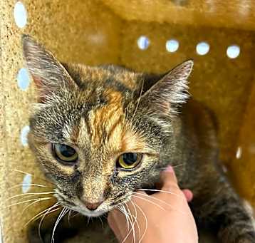 Photo of Pepper