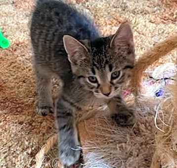 Photo of Tinky