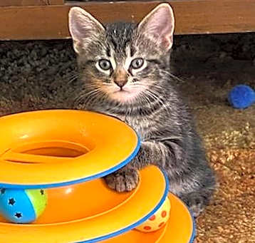 Photo of Slinky