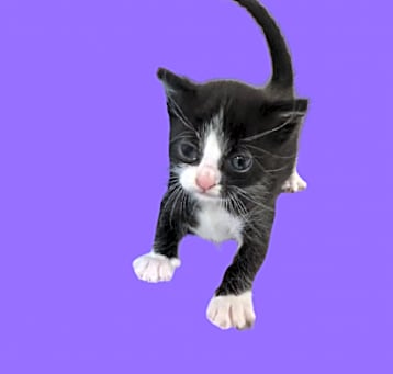 Photo of TUSC-Stray-80434