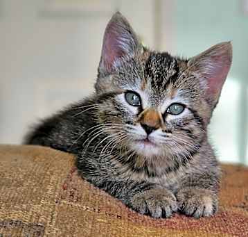 Photo of Sophia *Available 5/16* Costa Mesa Location