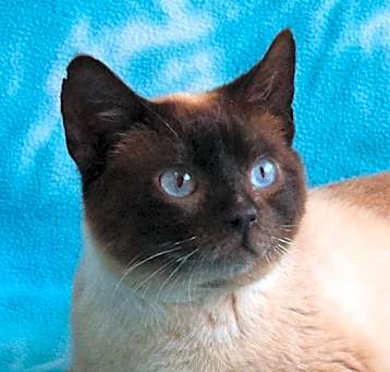 Photo of Spot