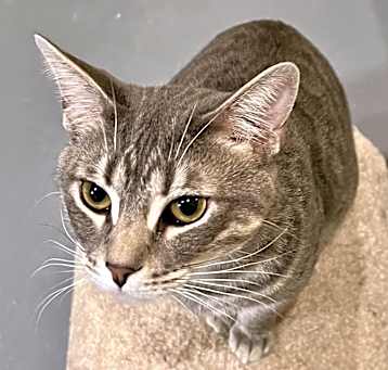 Photo of Frito