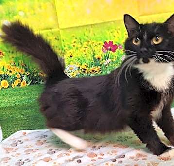 Photo of 250445  Penelope