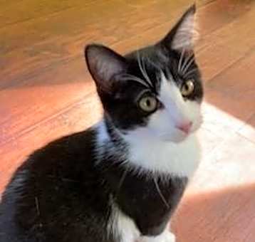 Photo of Tippy *IN FOSTER*