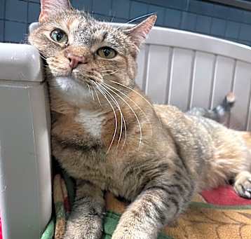 Photo of Sweetie Pie