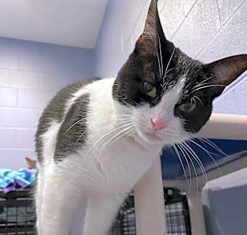 Photo of Oreo