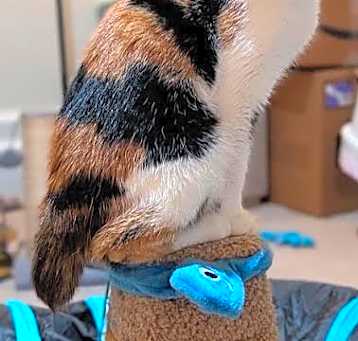 Photo of Bunny *IN FOSTER*