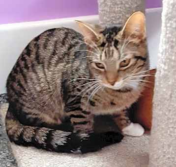 Photo of Bunny *IN FOSTER*
