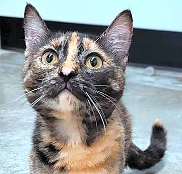 Photo of Glinda - Bonded W/ Elphaba