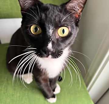 Photo of Lil' Tux