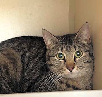Photo of Stray