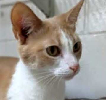 Photo of Eevee