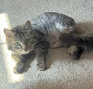 Photo of Talula