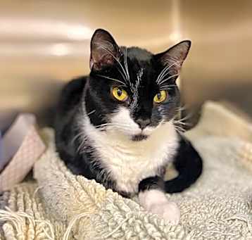 Photo of Oreo~24/25-0260