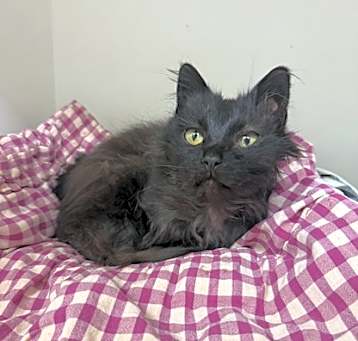 Photo of Elvira