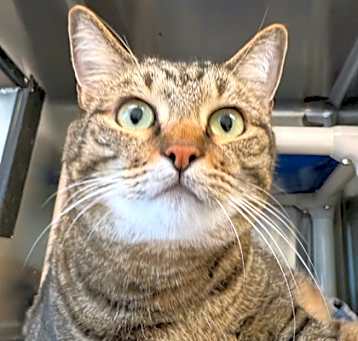 Photo of Tigger