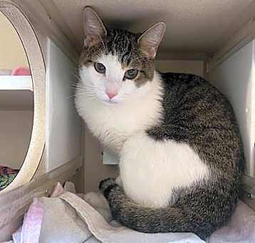 Photo of CLOVER