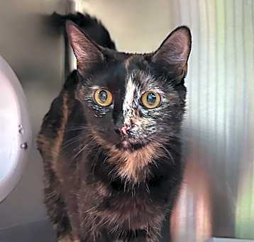 Photo of TOFFEE