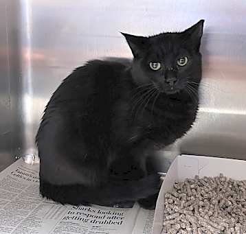 Photo of ONYX