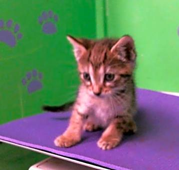 Photo of JUNIPER