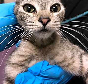 Photo of *GRETTA