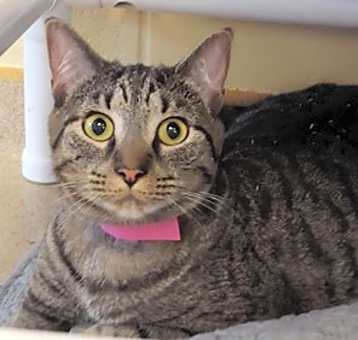 Photo of Duchess
