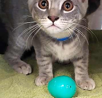 Photo of Jinx
