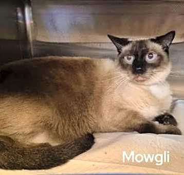 Photo of Mowgli