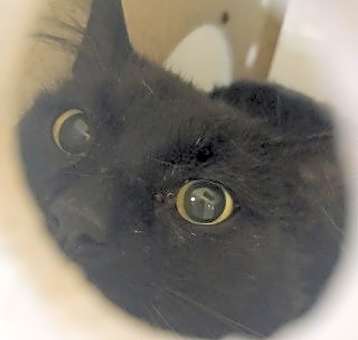 Photo of Umbra