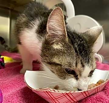 Photo of Cookie