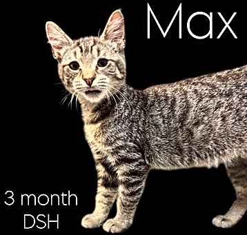 Photo of Max