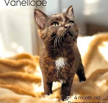 Photo of Vanellope