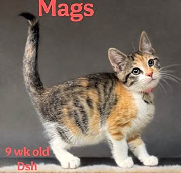 Photo of Mags