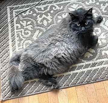 Photo of Mr. Fluffies