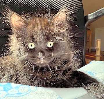 Photo of Truffle