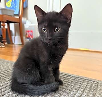 Photo of Treacle