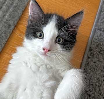 Photo of Tato