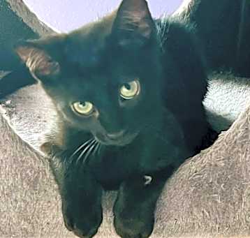 Photo of Concho