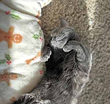 Photo of Sage