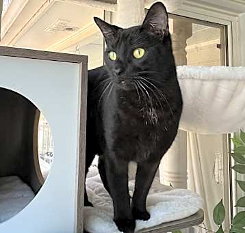 Photo of Dorcas