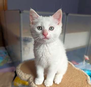 Photo of Birdie