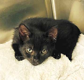 Photo of Amelia Earhart (Petsmart)
