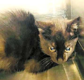 Photo of Baby (Petsmart)