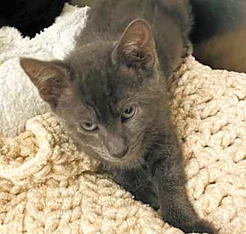 Photo of Margaret Mead (Petsmart)