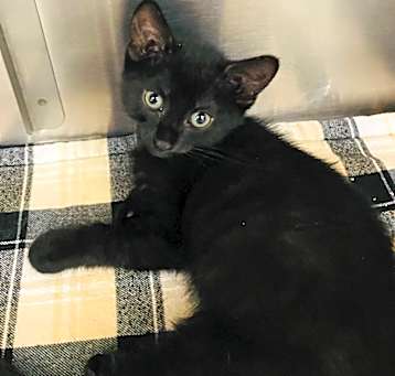 Photo of Rampage (Petsmart)