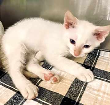 Photo of Riot (Petsmart)