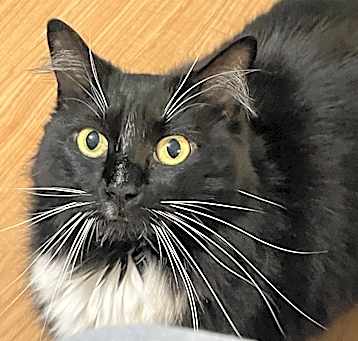Photo of Missy